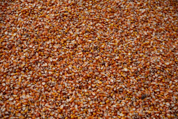 Granos de maíz, vista cenital, detalle, relleno el encuadre, macro