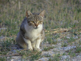 Chat assis dans la campagne