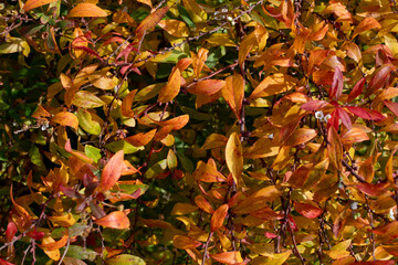 Hojas en otoño, relleno el encuadre, de cerca