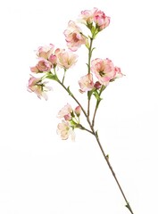 Fototapeta premium Small Pink and Cream Flowers on White Background