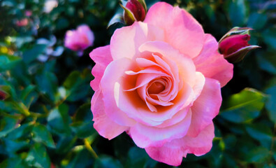 Rosa Sabina illuminata dal sole Rosa lucieae Franch. & Rochebr. ex Crép.