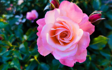 Rosa Sabina illuminata dal sole Rosa lucieae Franch. & Rochebr. ex Crép.