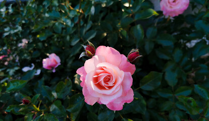 Rosa Sabina illuminata dal sole Rosa lucieae Franch. & Rochebr. ex Crép.