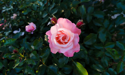 Rosa Sabina illuminata dal sole Rosa lucieae Franch. & Rochebr. ex Crép.