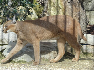 Un Caracat dans un zoo