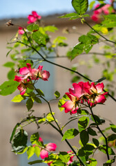Brightly coloured pink roses photographed against light blue shutters in the small, picturesque hilltop village of Goult, Petit Luberon, Provence in the south of France.