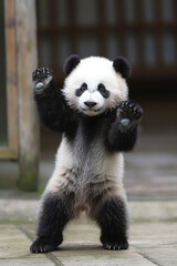 Fototapeta premium animal by ai // panda cub standing on its hind legs, waving at the camera with both hands, cute expression, zoo background, photorealistic // ai-generated 