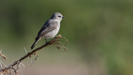 Ashy flycatcher