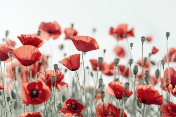 Obraz premium Red poppies on blue sky