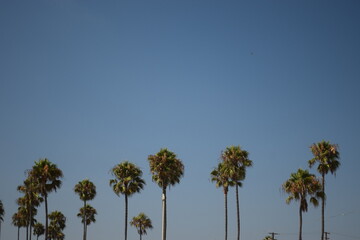 palm trees against blue sky