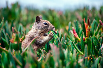 Squirrel eating an ice plant during a hot summer day