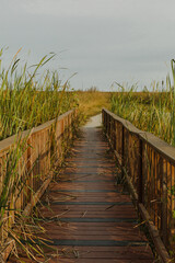 Fototapeta premium boardwalk over tall grass and water