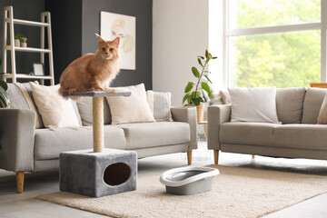 Cute Maine Coon cat with litter box lying on scratching post in living room at home