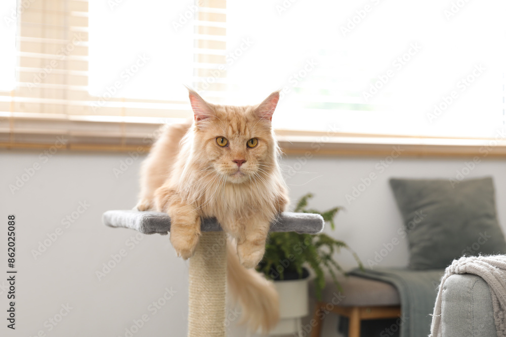 Wall mural cute maine coon cat lying on scratching post in living room at home - Wall murals