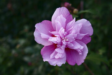 綺麗な花　ムクゲ