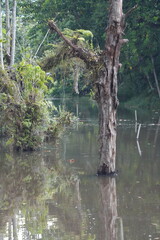 Trees standing in still water, surrounded by dense greenery, create a moody, swamp-like scene. The wetland atmosphere evokes calm, mystery, and natural richness. 