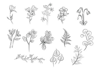 vector of florals outlines collection