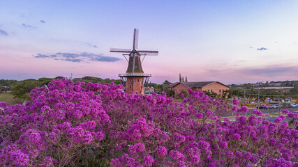 Windmill in the city of Holambra - São Paulo, aerial view with a flowering tree. It's spring time...