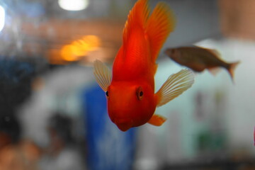 Blood Parrot Cichlids, often simply called Blood Parrots, are a type of hybrid aquarium fish. They...