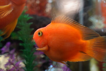 Blood Parrot Cichlids, often simply called Blood Parrots, are a type of hybrid aquarium fish. They...