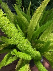 green foxtail fern background