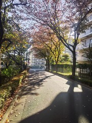 Obraz premium path in the park