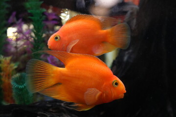 Blood Parrot Cichlids, often simply called Blood Parrots, are a type of hybrid aquarium fish. They are known for their vibrant colors and distinctive appearance.|血鸚鵡魚