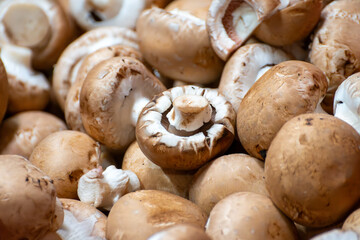 Harvest of fresh brown champignons mushrooms on organic farm in Netherlands, food industry in Europe, plastic boxes with champignons ready to sale