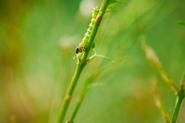  caterpillar on gnawed boxwood branches.Garden pests. Boxwood pests.Caterpillars gnaw leaves and branches of boxwood. 