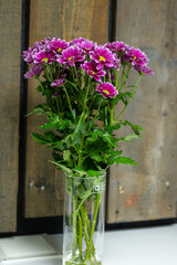 Colourful Chrysanthemum flowers in bouquets, growth in Dutch greenhouse, fresh flowers for shops and auctions world wide delivery