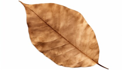 Fototapeta premium autumn brown leaf