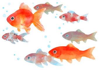 泳ぐ金魚のイラスト　手描き　水彩風