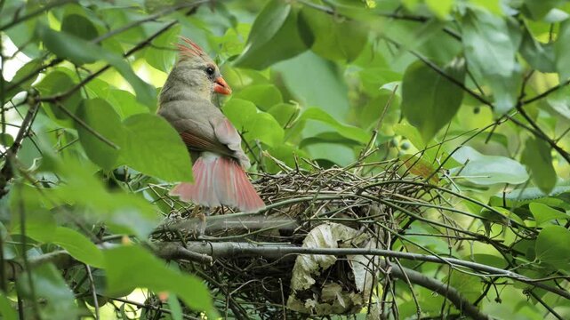 A female northern cardinal or red cardinal (Cardinalis cardinalis)  in the nest.