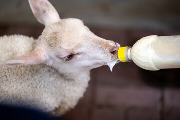 A small white wooly baby lamb standing in a pen feeding from a plastic bottle.The thick white milk...