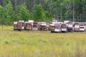 Multiple colorful man-made wooden box beehives with trees behind them and a grassy field in the...