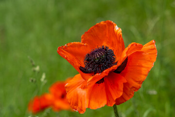 A macro of a single oriental poppy blooming in a garden of green grass. The single orange crepe paper petals surround a purple center. The ornamental flowering plant is covered in dark purple pollen.