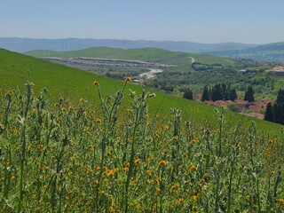 Thistle and Fiddleneck blooms in the East Bay hills, San Ramon, California