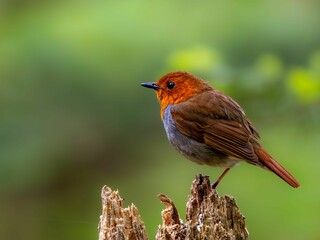 森の中で枯れ木に留まり、リラックスして片足立ちしているコマドリの雄