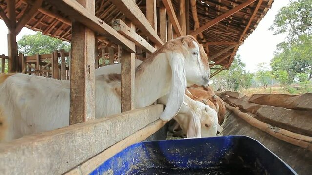 animals in a farm, java goat
