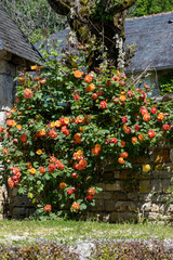 Summer blossom of fragrant colorful roses flowers on narrow streets of small village Gerberoy, Normandy, France