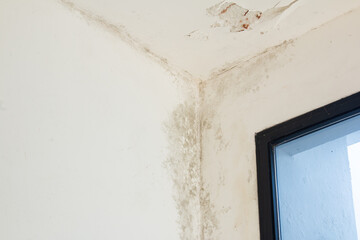 Mold on white wall. Dampness causing fungus on the wall