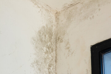 Mold on white wall. Dampness causing fungus on the wall