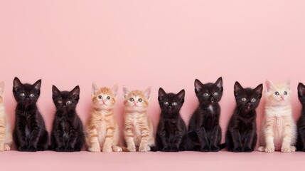 Kittens sitting together