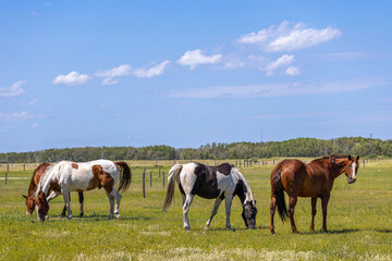 Obraz premium Four horses in pasture in rural Saskatchewan