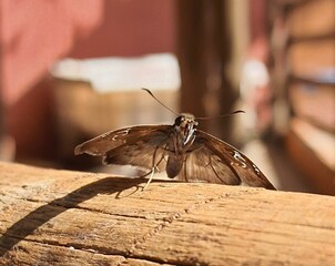 Butterfly resting on wood © Eduardo