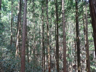 trees in the forest