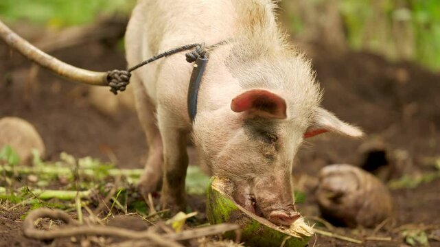 Rural domestic pig eating coconut in smallholder farm of southeast asia, authentic footage of traditional agriculture, livestock care