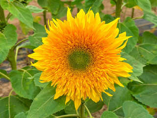 Obraz premium Blooming sunflower farm field, big bright yellow sunflower, agriculture concept harvest. Growing seeds for oil