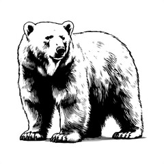 Polar bear in black and white animal drawing,