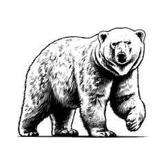 Polar bear in black and white animal drawing,